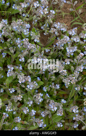 Early Forget me not Myosotis ramosissima growing on grassland on Old Winchester Hill National Nature Reserve Hampshire England Stock Photo