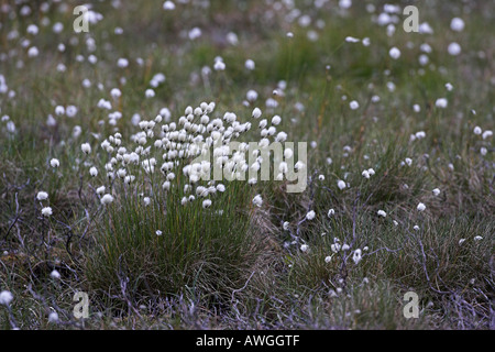 Harestail Cotton grass Eriophorum vaginatum near Lochindorb Scotland Stock Photo