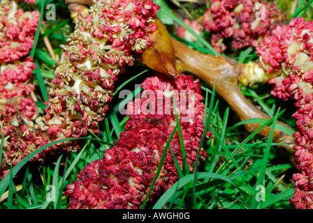Red male catkins from a poplar tree (populus nigra) in spring Stock Photo