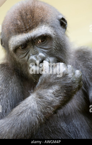 gorilla is thinking about Stock Photo