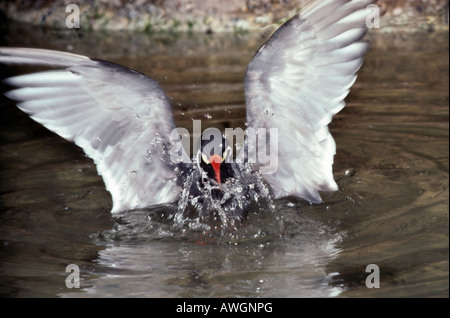 Sterne incas Inca Tern Sterne inca Inkaseeschwalbe Larosterna inca The Inca Tern Larosterna inca is a seabird in the family Ster Stock Photo