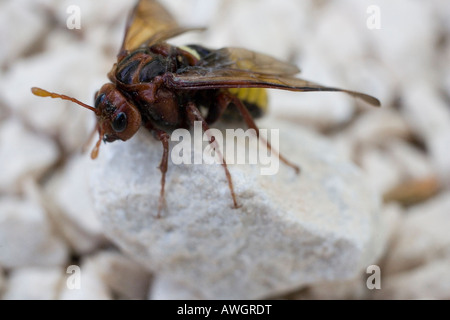 close-up of a hornet Stock Photo