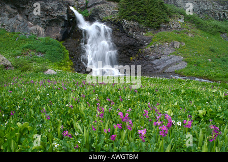 a meadow of lush wildflowers with an alpine waterfall in the background, San Juan mountains near Telluride Colorado Stock Photo