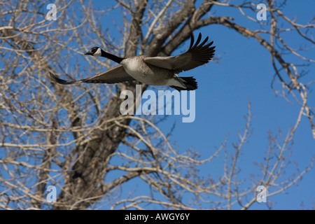 Goose in flight in Calgary, Alberta Stock Photo