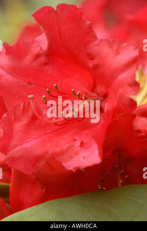 Rhododendron red flowers from various angles with stamen close ups Stock Photo