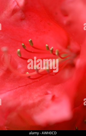 Rhododendron red flowers from various angles with stamen close ups Stock Photo