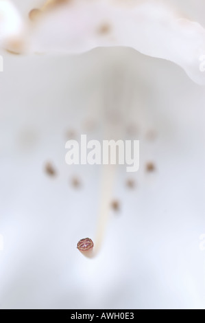 Rhododendron white flower with stamen Stock Photo