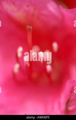 Rhododendron red with stamen showing Stock Photo