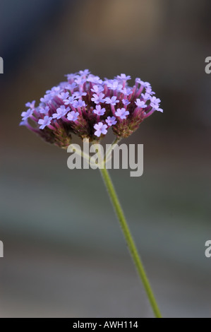 Verbena bonariensis with purple head and long green stamen Stock Photo