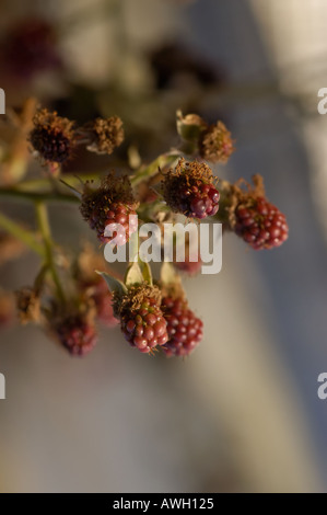 Blackberry Sylvia with ripening fruit Stock Photo