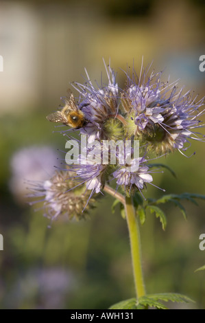 Phacelia with purple head with stringy stamen head Stock Photo