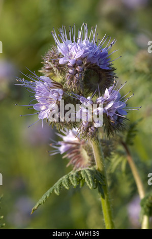 Phacelia with purple head with stringy stamen head Stock Photo