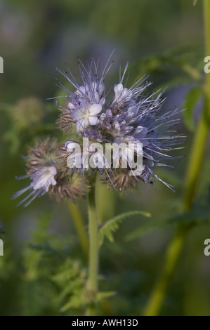 Phacelia with purple head with stringy stamen head Stock Photo