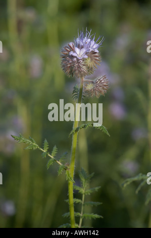 Phacelia with purple head with stringy stamen head Stock Photo