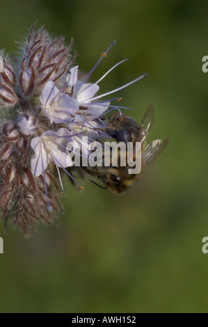 Phacelia with purple head with stringy stamen head Stock Photo