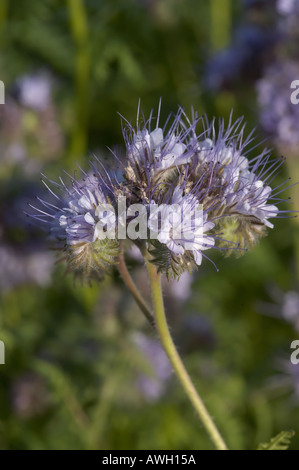 Phacelia with purple head with stringy stamen head Stock Photo