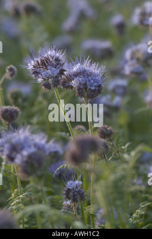 Phacelia with purple head Stock Photo