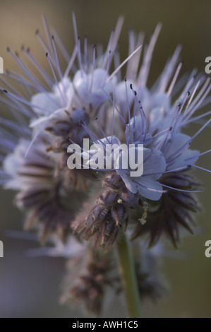 Phacelia with purple head Stock Photo