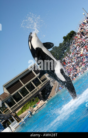 Killer whale jumping out of water Stock Photo - Alamy