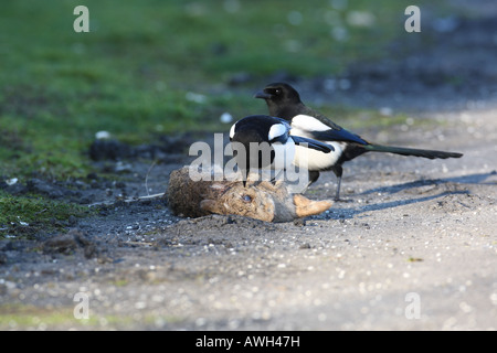 MAGPIE PICA PICA ABOUT TO PECK EYE OF DEAD RABBIT Stock Photo - Alamy