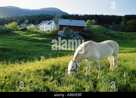 Norway, Vestlandet, Norwegian Fjord Horse grazing in field overlooking by farmhouses and dense forest area Stock Photo