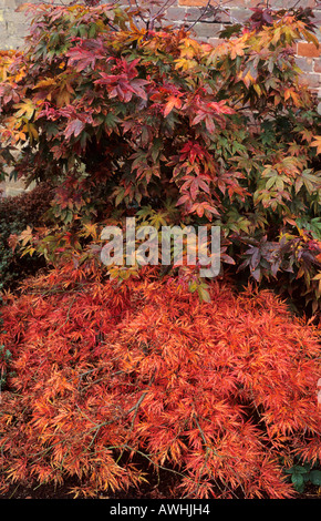 Acer palmatum dissectum Atropurpurea and Osakazuki October Autumn Stock Photo