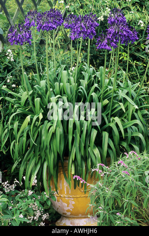 Agapanthus 'Purple Cloud', container, pot, planter, paved patio, blue flowers Stock Photo