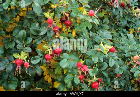 Rosa 'Fru Dagmar Hastrup', rugosa rose, autumn berries, fruits, hips, garden plant roses hips Stock Photo