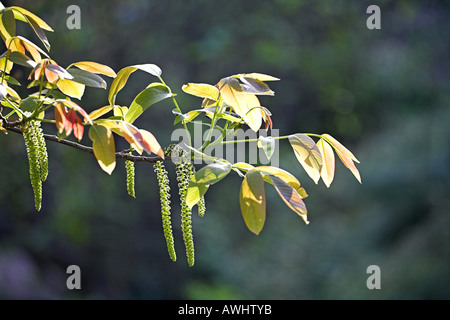Walnut Juglans regia male flowers and fresh leaves Restonica Valley Corte Corsica France Stock Photo