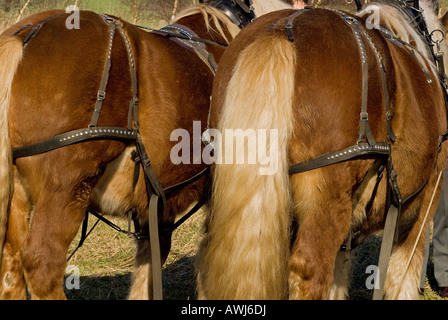 Two shire horse in harness with a plough Stock Photo