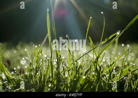 Early morning sun illuminates dew on blades of grass England 2007 Stock Photo