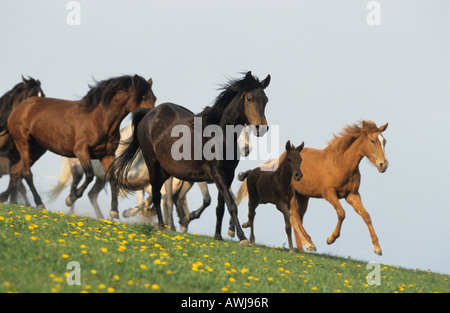 Paso Fino (Equus caballus). Herd of mares with their foals galloping down a hill Stock Photo