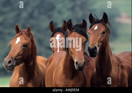 Paso Fino and Mangalarga Marchador (Equus caballus). Group of young stallions on a meadow Stock Photo