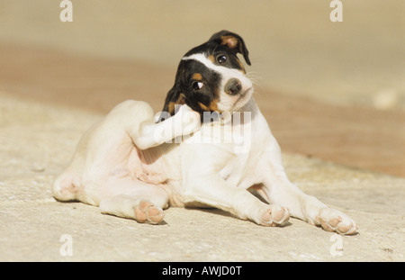 Jack Russell Terrier (Canis lupus familiaris), puppy scratching itself behind its ear Stock Photo