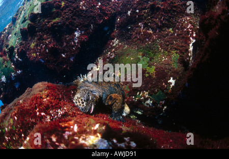 Marine Iguana (Amblyrhynchus cristatus) underwater Stock Photo
