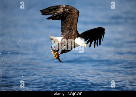 Bald Eagle (Haliaeetus leucocephalus) catches fish Stock Photo