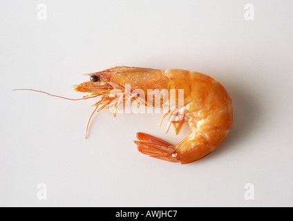 Shrimp, side view, close-up Stock Photo