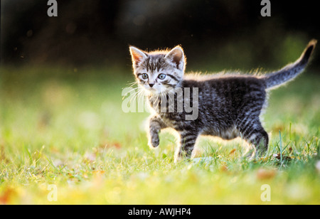 tabby kitten - walking on meadow Stock Photo