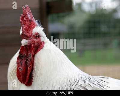 A head of a cockerell. Stock Photo