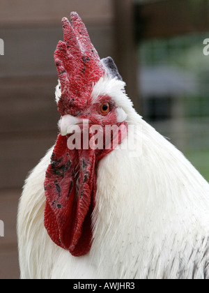 A head of a cockerell. Stock Photo