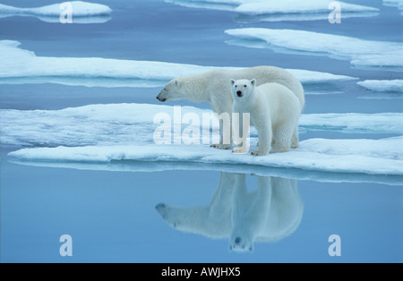 polar bear and cub on floe / Ursus maritimus Stock Photo