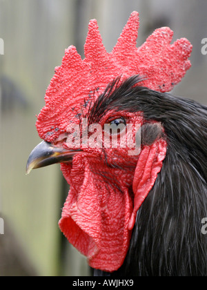 A head of a cockerell. Stock Photo