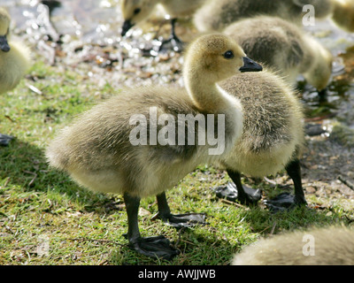 Canada geese ducklings. Stock Photo