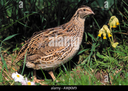 common quail / Coturnix coturnix Stock Photo