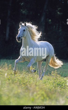 Lusitano (Equus caballus), stallion in gallop on a meadow Stock Photo