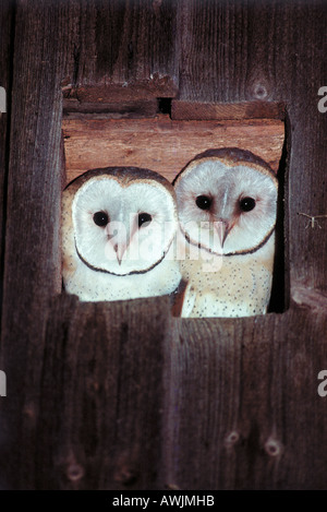 two Barn Owls - looking out of window / Tyto alba Stock Photo