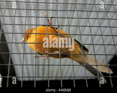 Budgerigar in a cage showing feet. Stock Photo