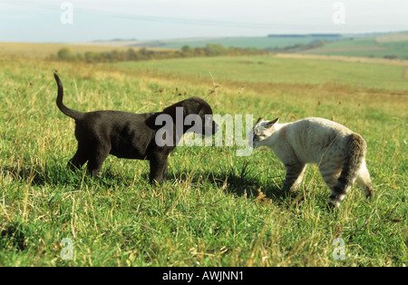 meeting : labrador puppy and cat Stock Photo