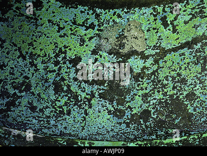 Colored algae on dark wall. Stock Photo