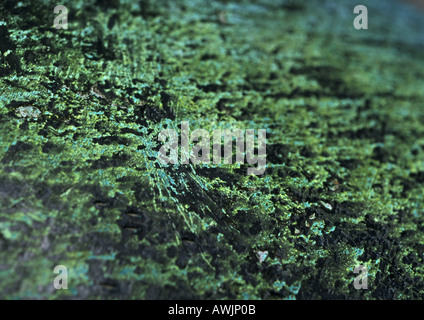 Colored algae on dark wall, close-up Stock Photo
